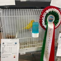 Canarini gialli ala bianca e bianchi recessivi