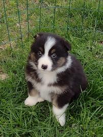 Cuccioli pastore australiano australian