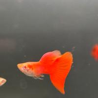 Guppy full red big dorsal