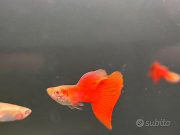 Guppy full red big dorsal