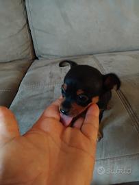 Pincher nano