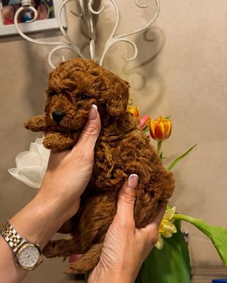 Barboncino Toy