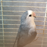 Femmina pappagallo inseparabile