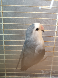 Femmina pappagallo inseparabile