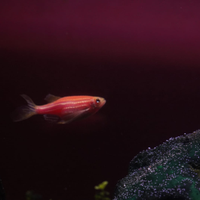 Pesci acquario brachyadanios color elite