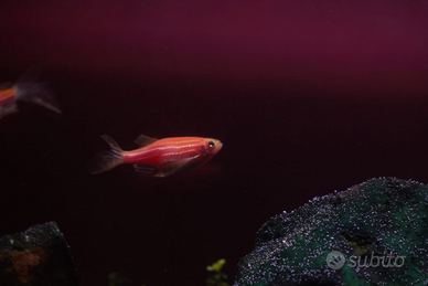 Pesci acquario brachyadanios color elite