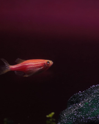 Pesci acquario brachyadanios color elite