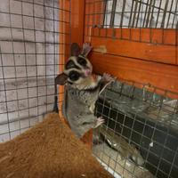 Petauro dello zucchero