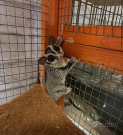 Petauro dello zucchero