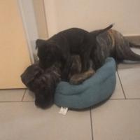 Cucciolo cane corso due mesi di vita