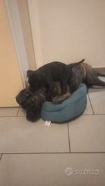 Cucciolo cane corso due mesi di vita