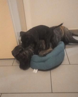 Cucciolo cane corso due mesi di vita