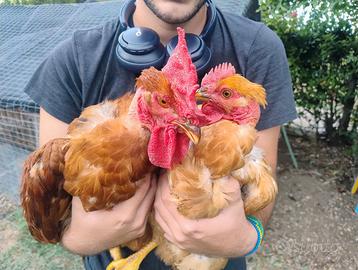 Coppia Collonudo