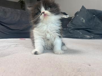 Persiani battuffolinj