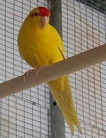 Pappagallo - KAKARIKI