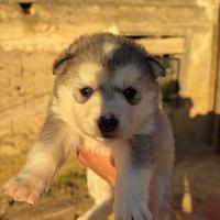 Siberian husky