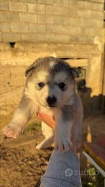 Siberian husky