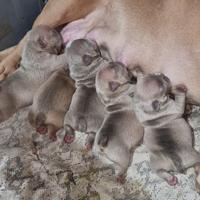 American Bully micro exotic