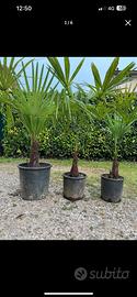 Palme