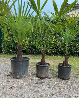 Palme