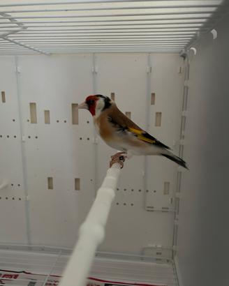 Cardellino