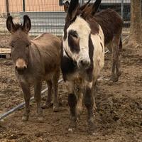 Tre asini 2 maschi e una femmina