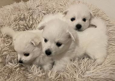 Cuccioli maschi due mesi