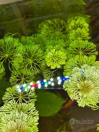 Limnophila Sessiliflora