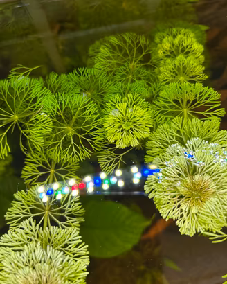 Limnophila Sessiliflora