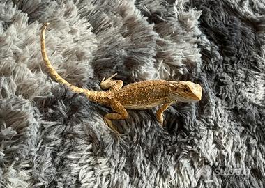 Drago barbuto + terrario