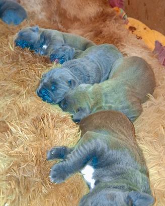 Cuccioli cane corso