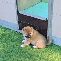 Shiba inu fulvo
