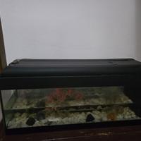 acquario