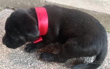 Cuccioli labrador retriever