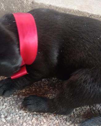 Cuccioli labrador retriever