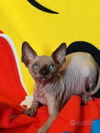 Sphynx cucciolo