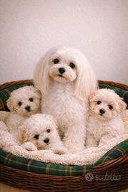 Cucciolo di maltese maschio