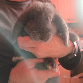 Coniglio nano ariete