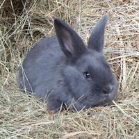 Conigli razza Blu di Vienna (NO NANI)