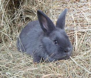 Conigli razza Blu di Vienna (NO NANI)