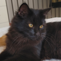 Gattino siberiano SUPER DOLCE