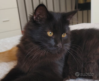 Gattino siberiano SUPER DOLCE