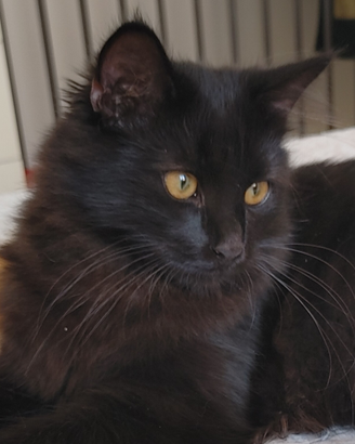 Gattino siberiano SUPER DOLCE