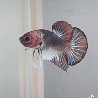 Betta maschio