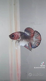 Betta maschio