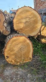 Due tronchi di quercia