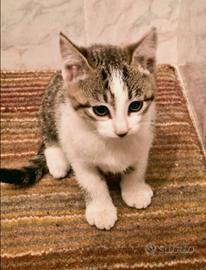 Gattino Europeo