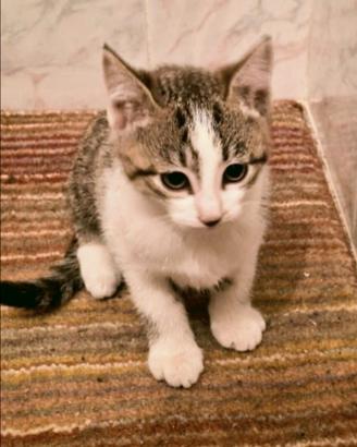 Gattino Europeo