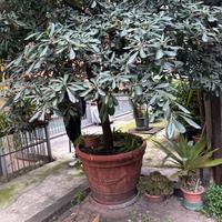 Pianta di pittosporo groosa