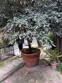 Pianta di pittosporo groosa